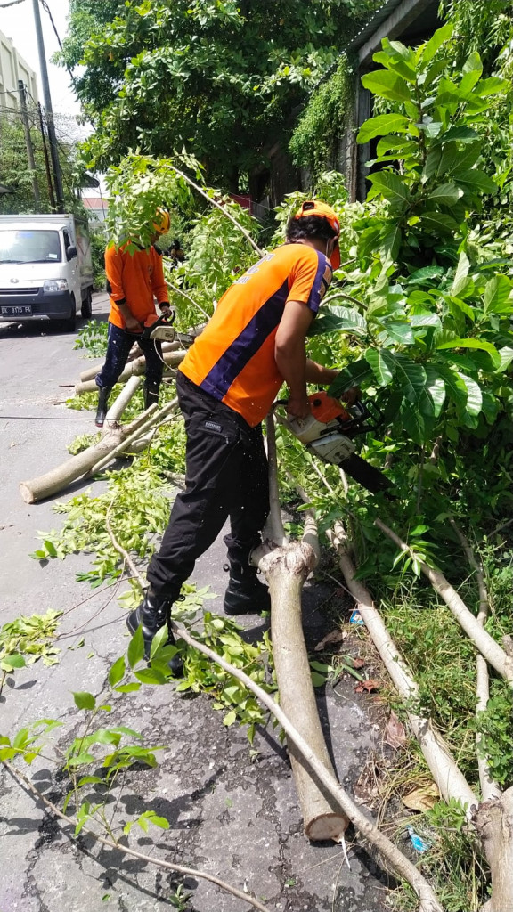 Pohon Tumbang di Jalan Merta Sari I , Kelurahan Kuta, Kecamatan Kuta Tanggal 04 Pebruari 2022